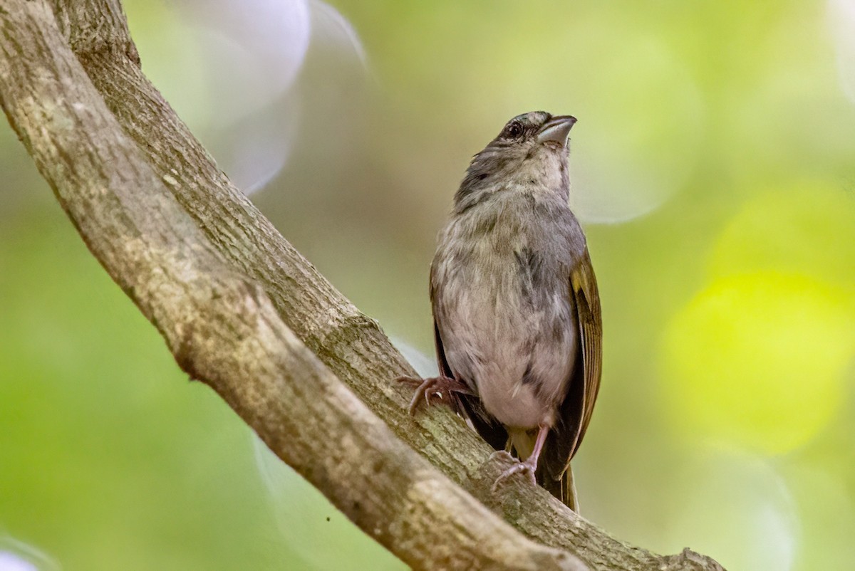 Green-backed Sparrow - ML623292470