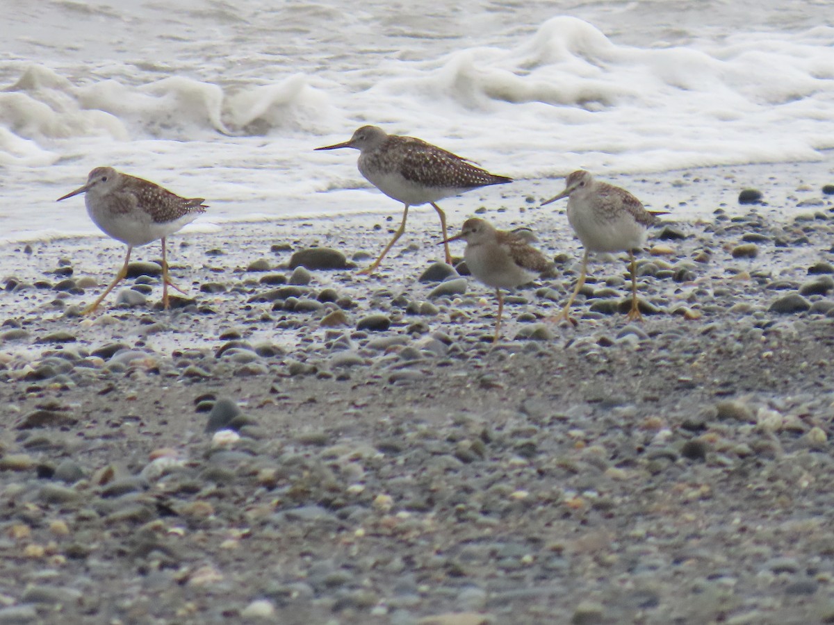 Lesser Yellowlegs - ML623292472