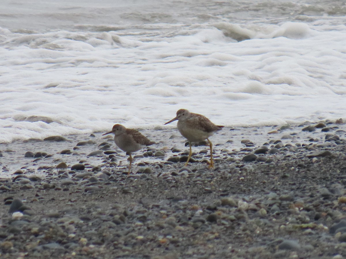 Lesser Yellowlegs - ML623292477