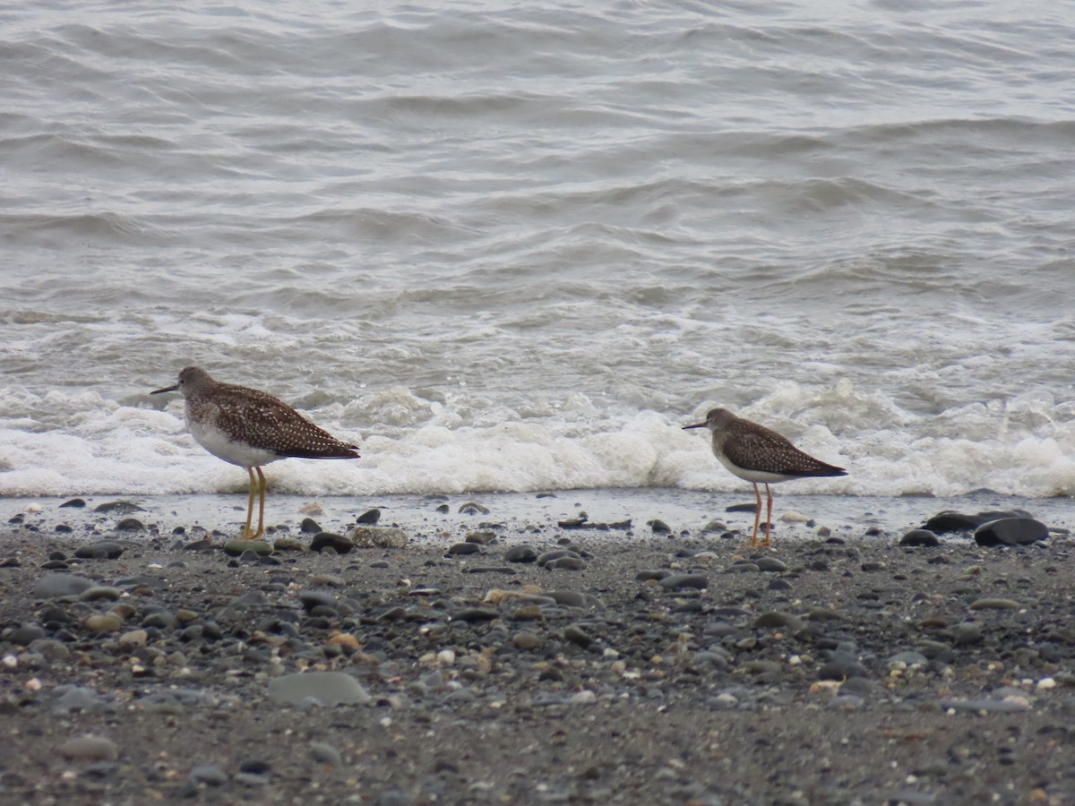 Lesser Yellowlegs - ML623292482