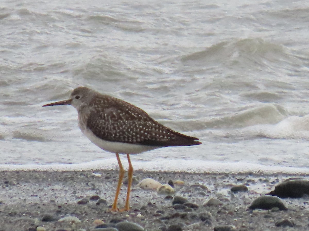 Lesser Yellowlegs - ML623292492