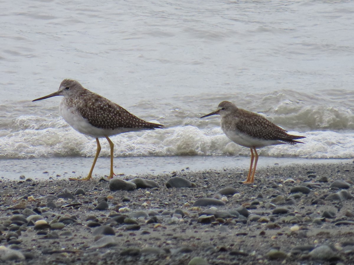 Lesser Yellowlegs - ML623292501