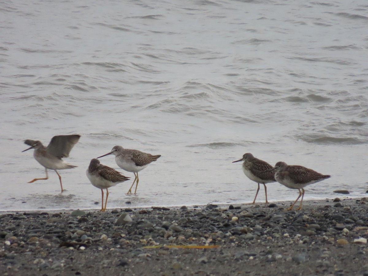 Greater Yellowlegs - ML623292527