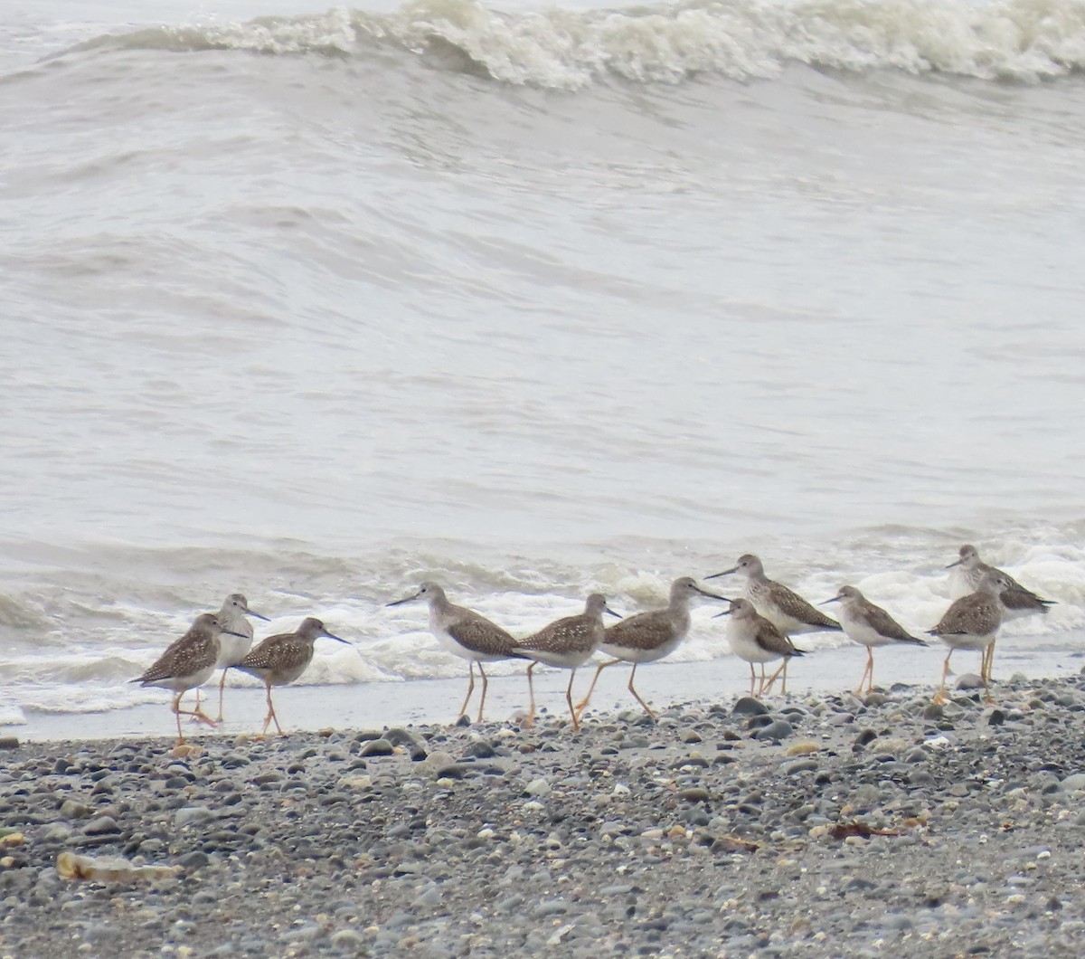 Greater Yellowlegs - ML623292533