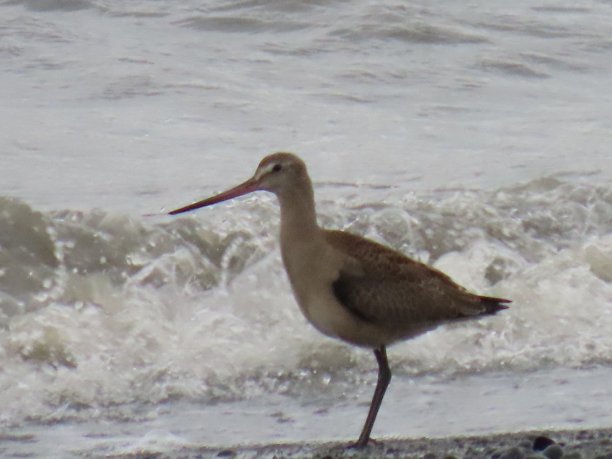 Hudsonian Godwit - ML623292546