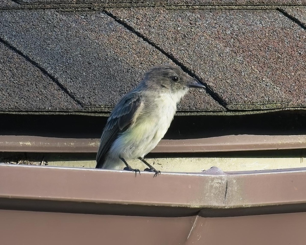 Eastern Phoebe - ML623292554