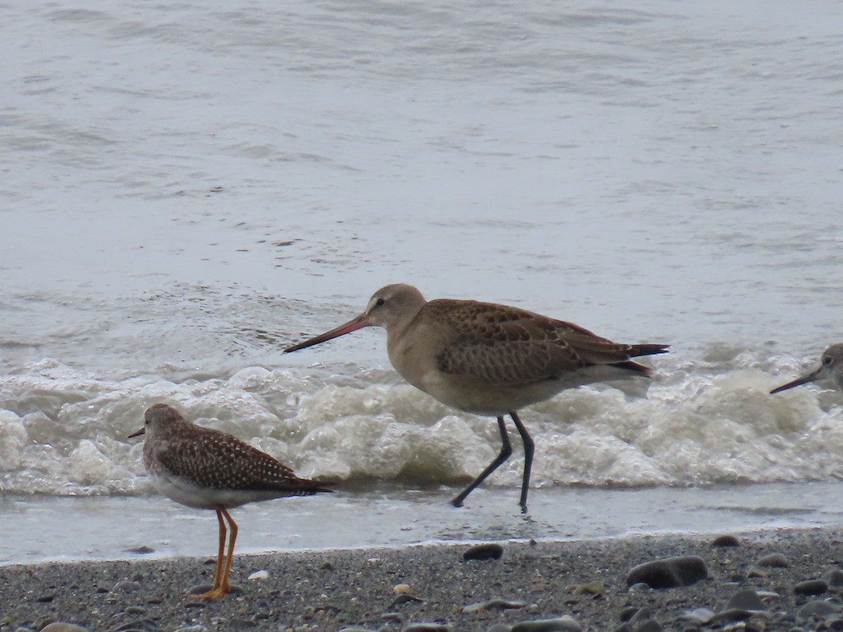 Hudsonian Godwit - ML623292561