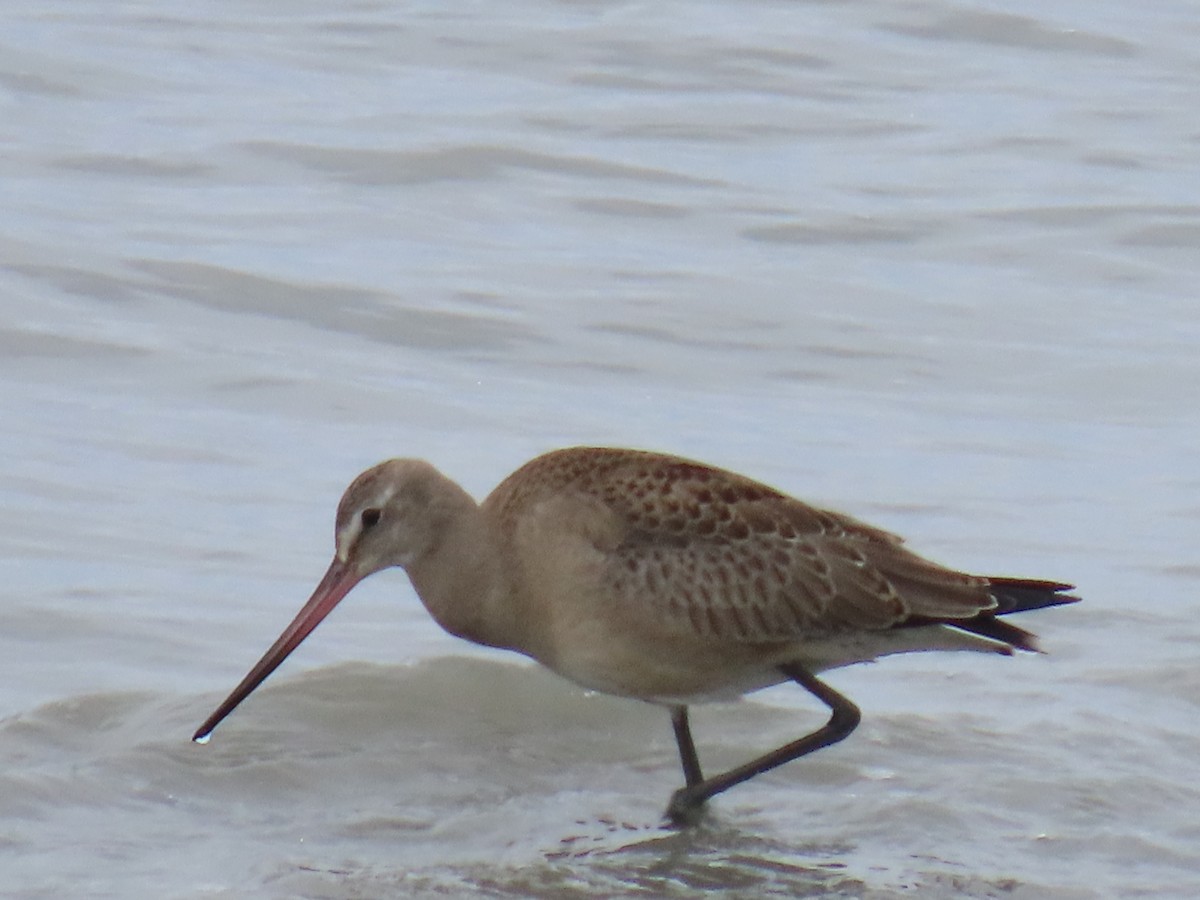 Hudsonian Godwit - Laura Burke