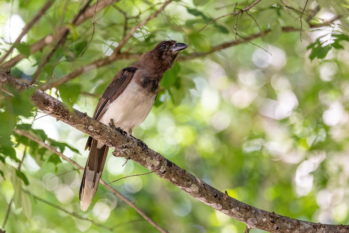 Brown Jay - ML623292573