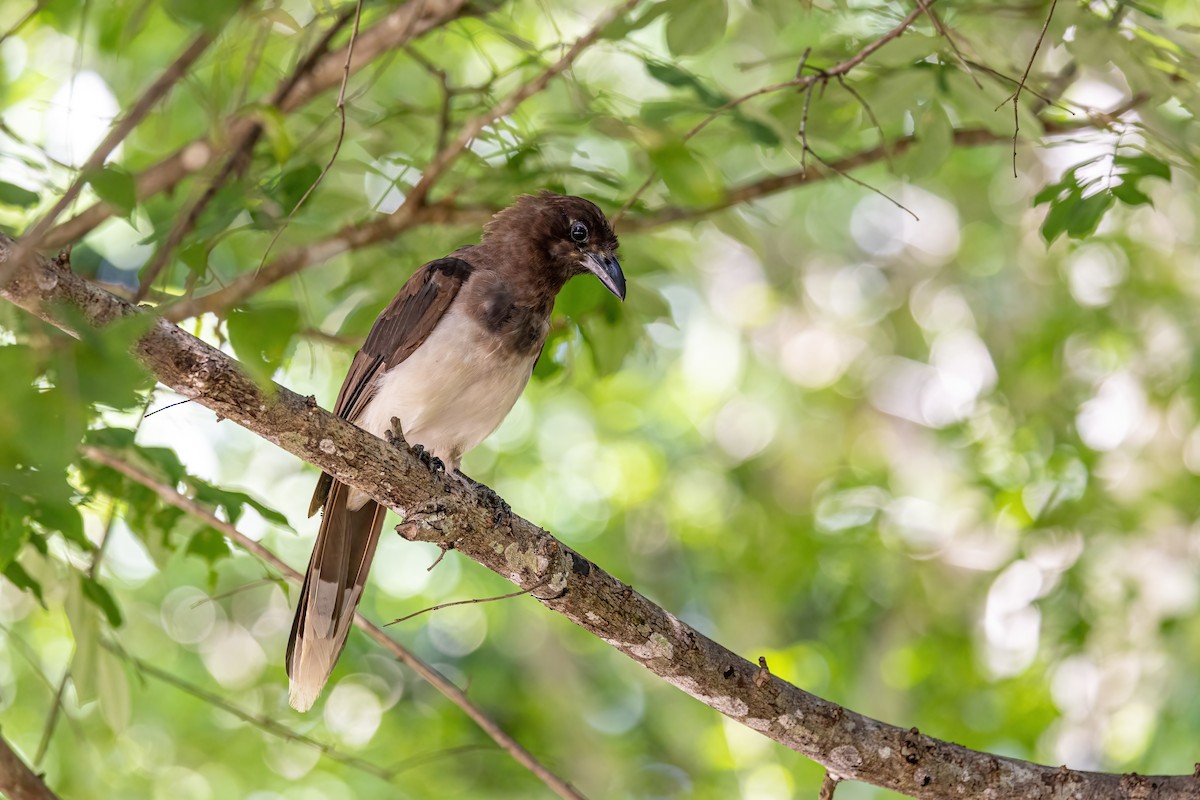 Brown Jay - ML623292576