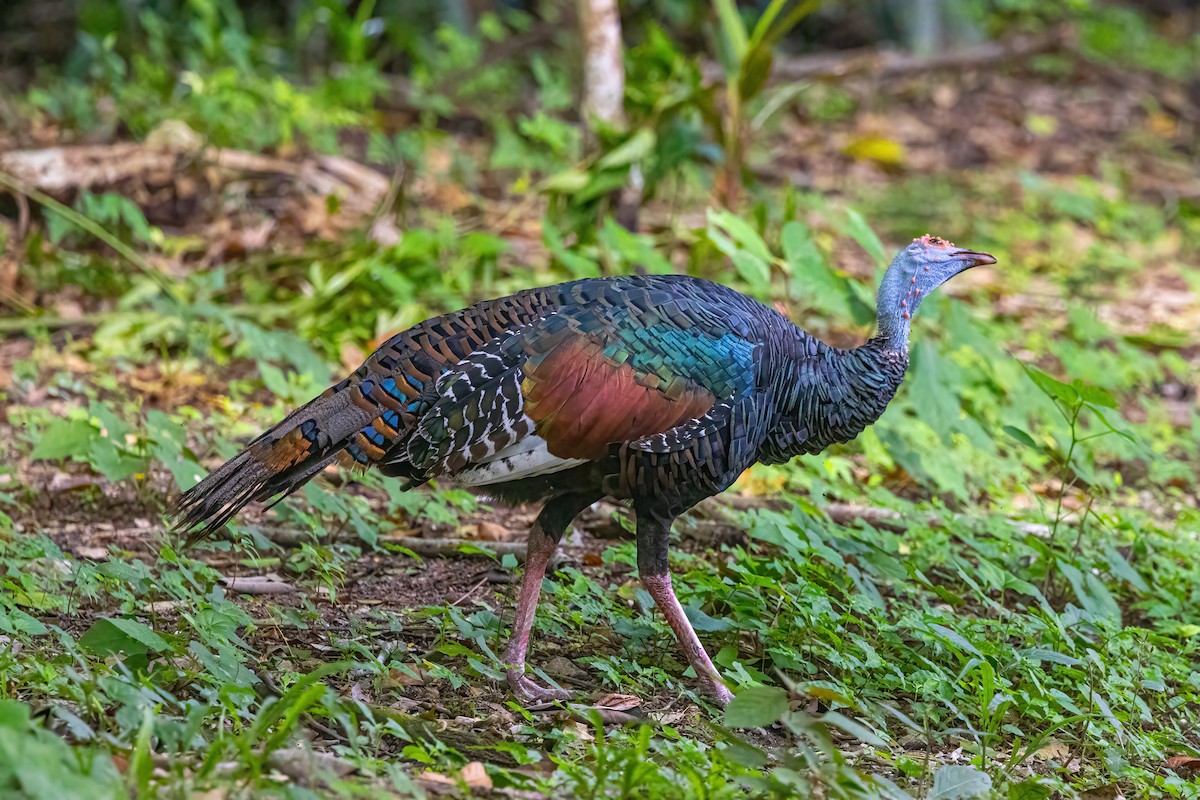 Ocellated Turkey - Sandy & Bob Sipe