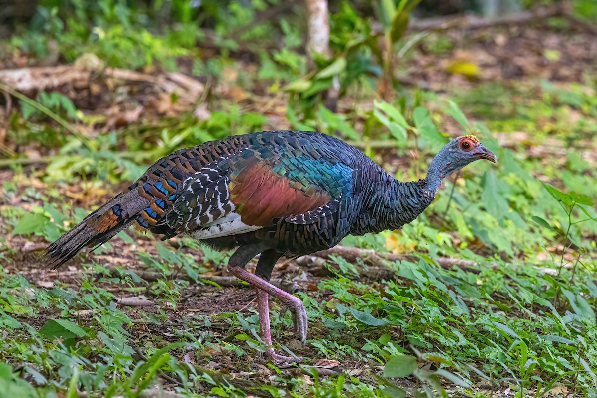 Ocellated Turkey - ML623292595