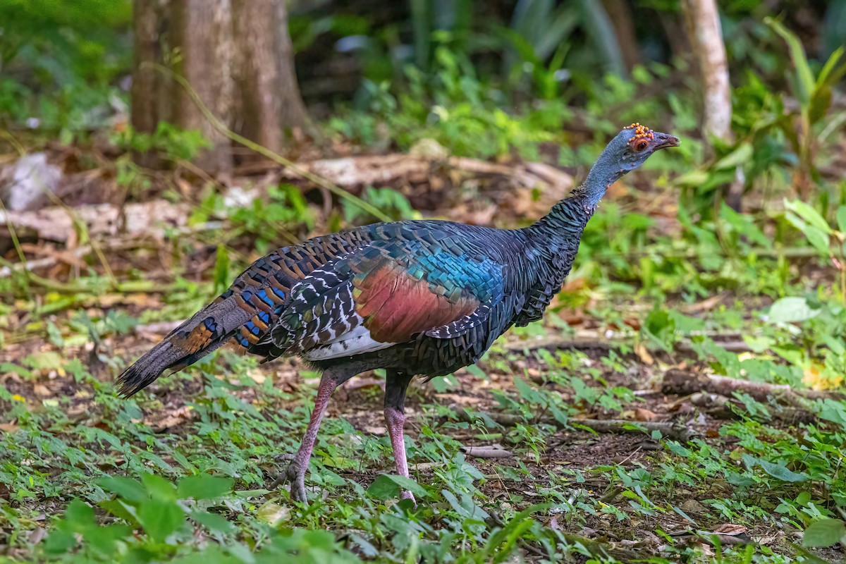 Ocellated Turkey - ML623292596