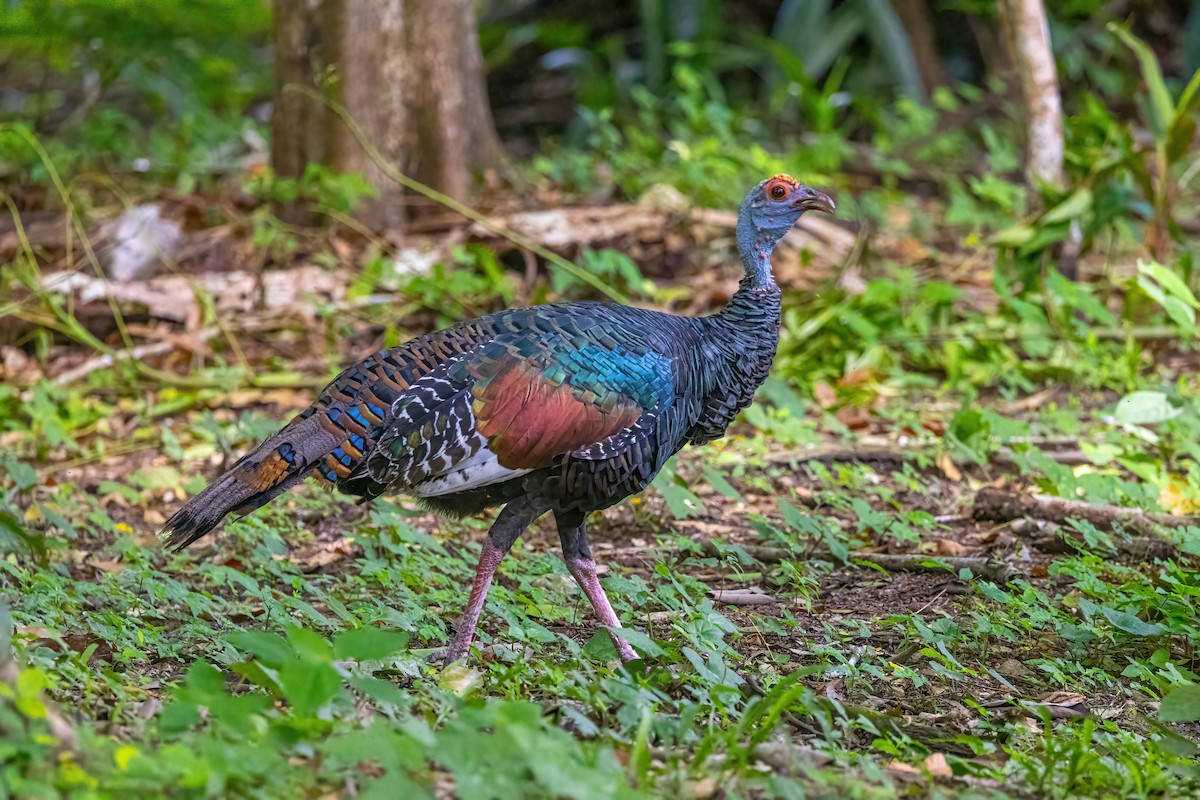 Ocellated Turkey - ML623292598