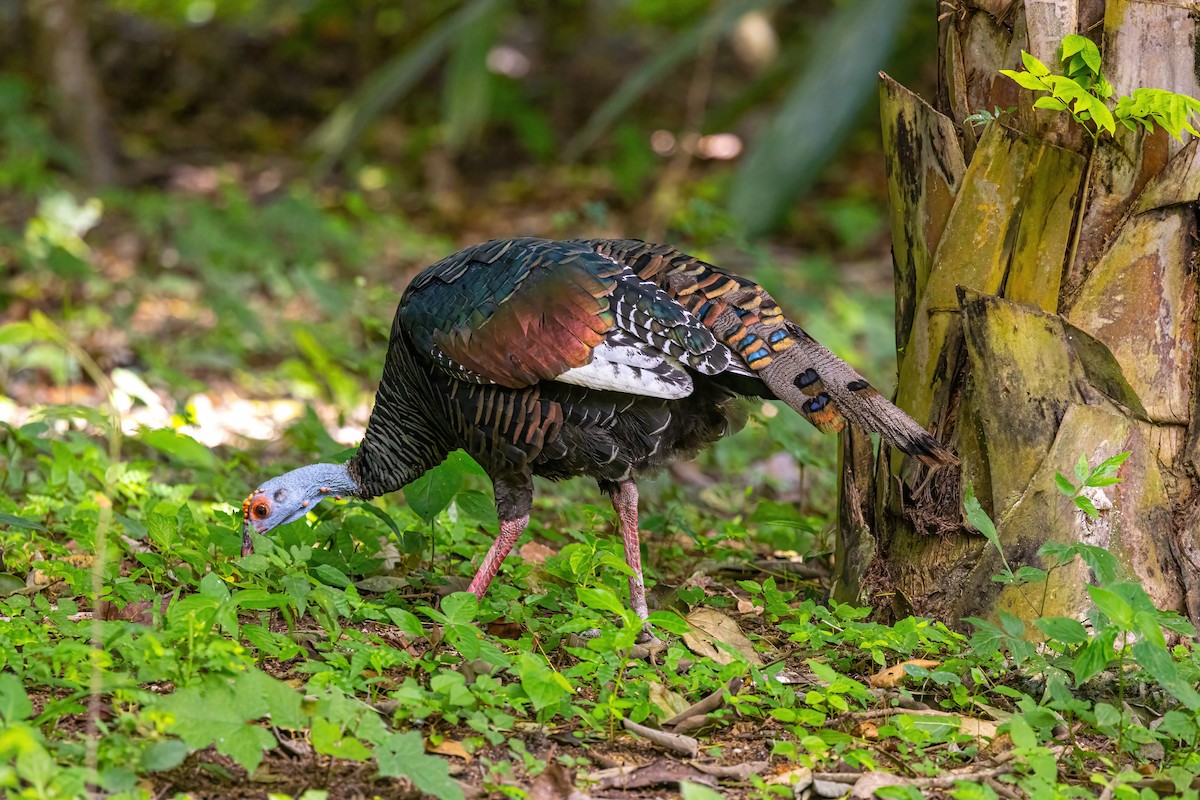 Ocellated Turkey - ML623292602