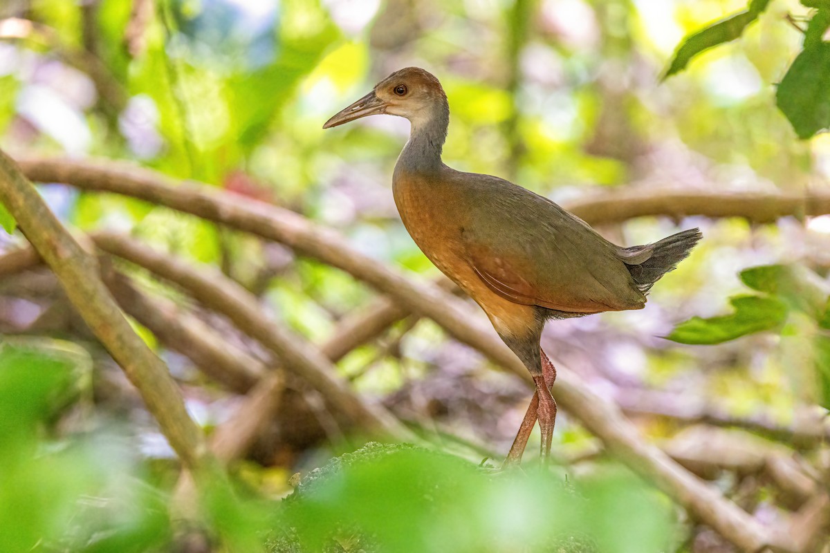 Russet-naped Wood-Rail - ML623292611