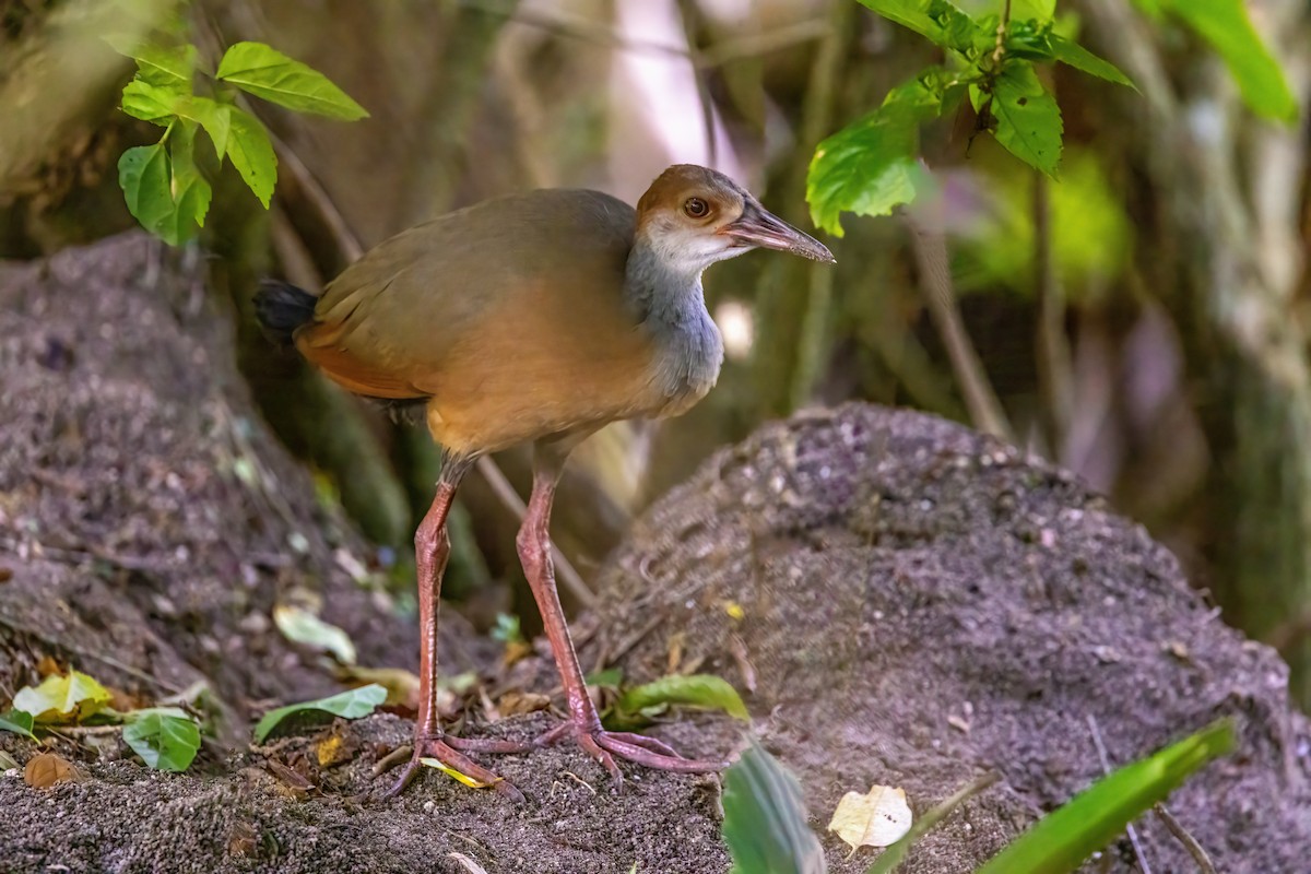 Russet-naped Wood-Rail - ML623292615