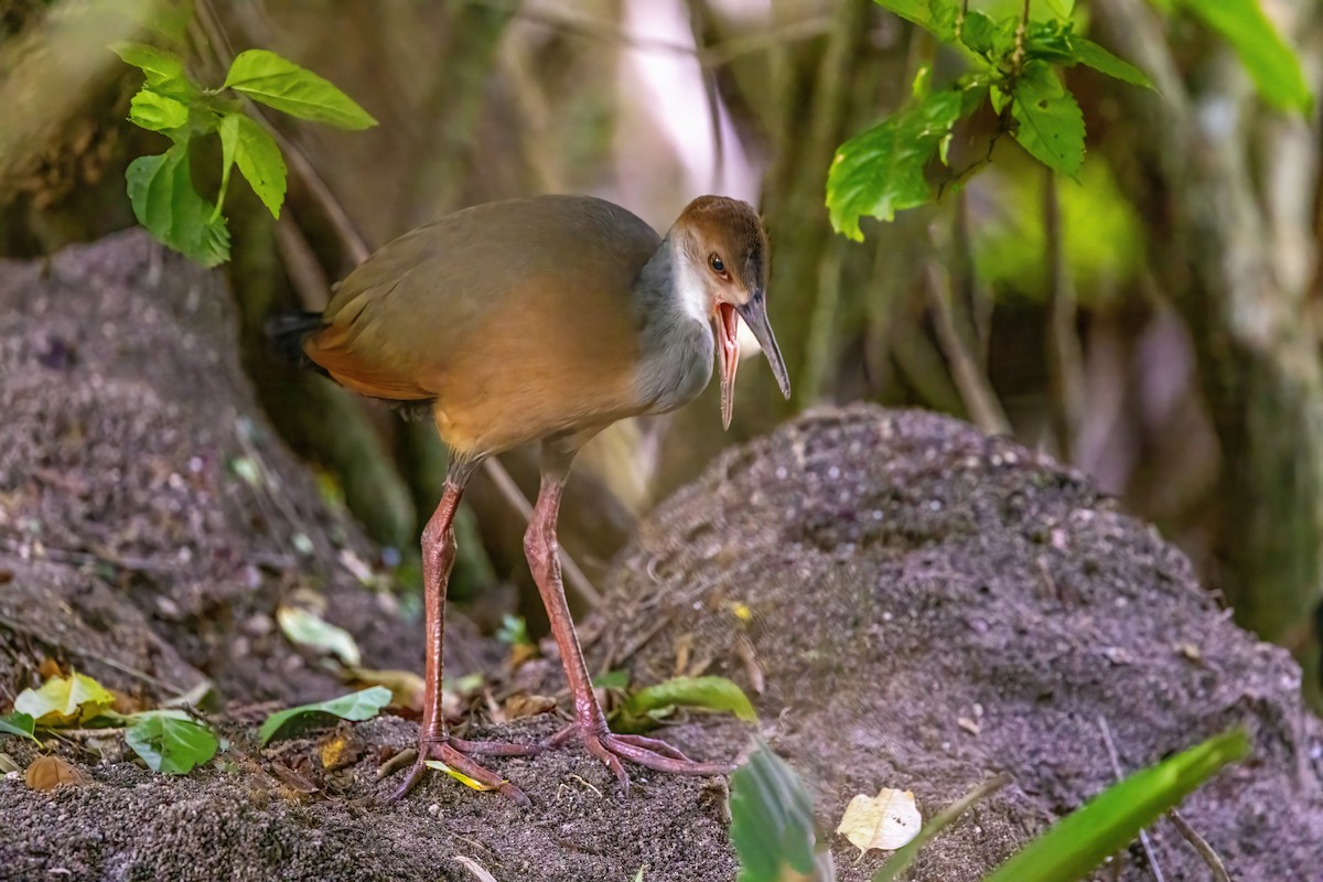 Russet-naped Wood-Rail - ML623292618