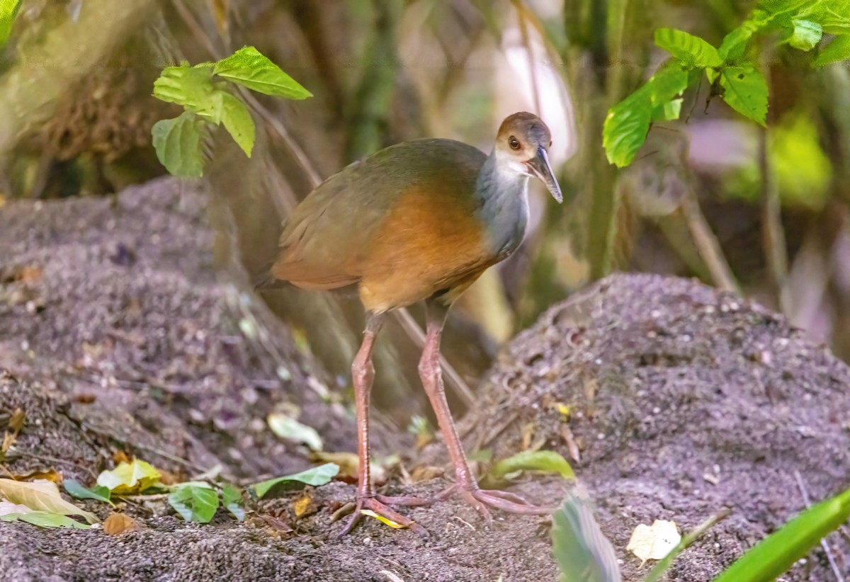 Russet-naped Wood-Rail - ML623292619