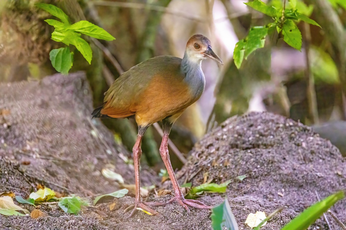 Russet-naped Wood-Rail - ML623292621