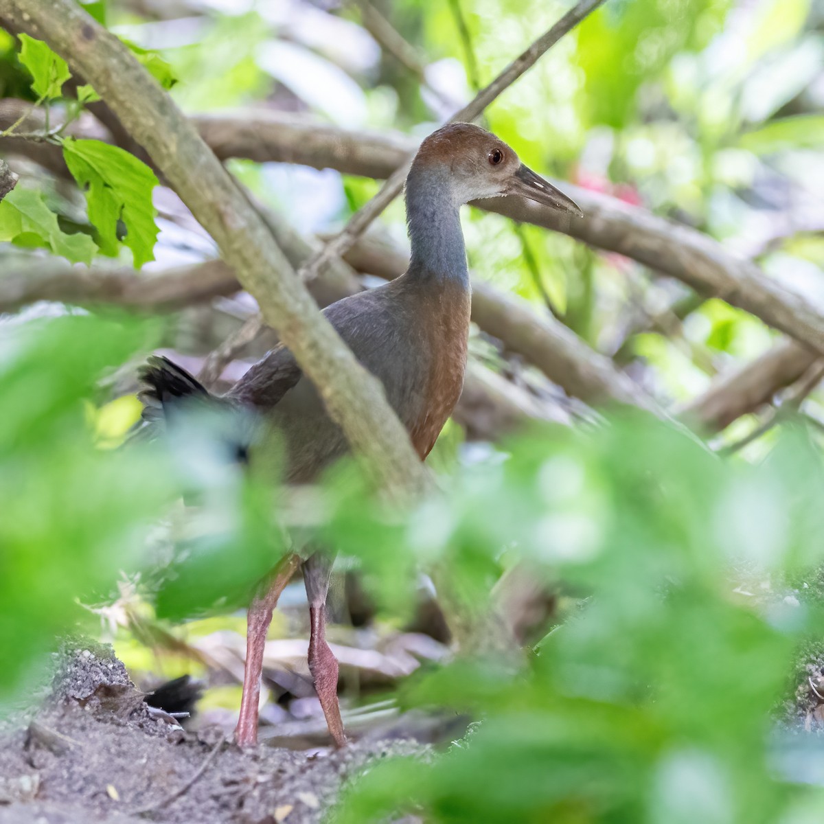 Russet-naped Wood-Rail - ML623292624