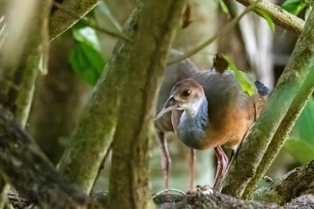 Russet-naped Wood-Rail - ML623292627