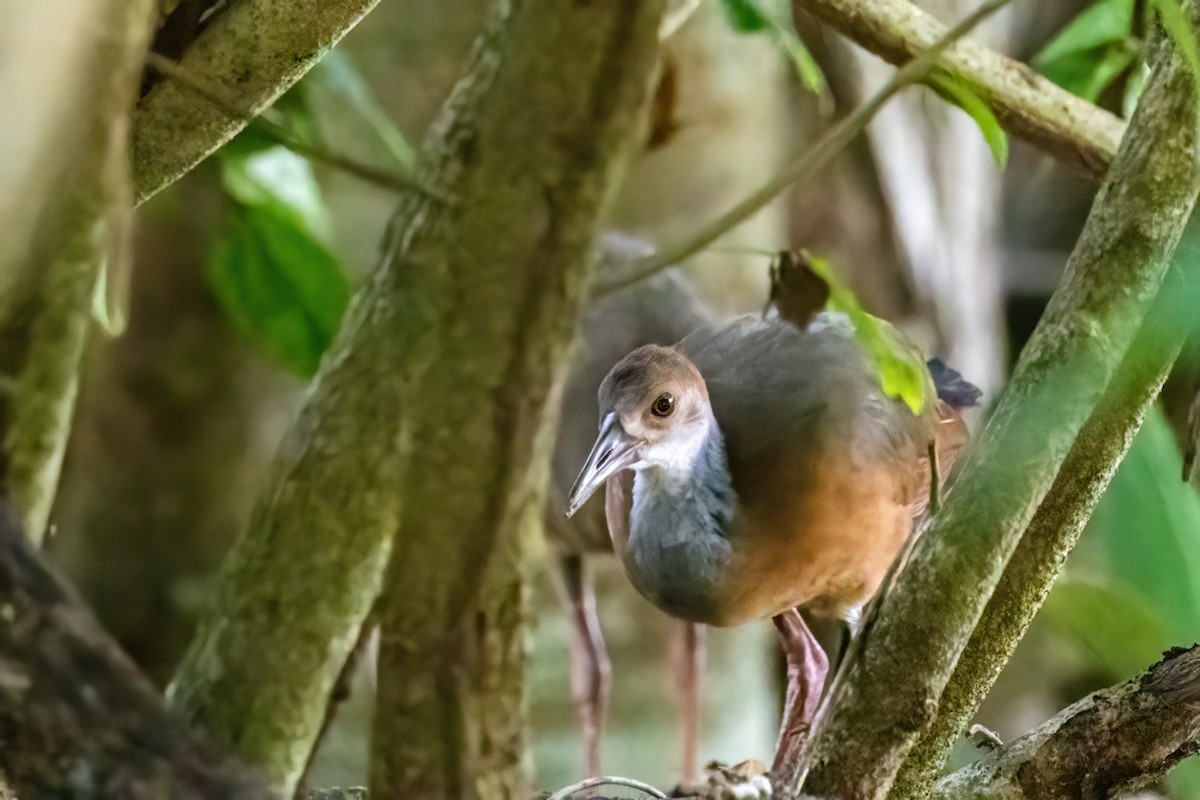 Russet-naped Wood-Rail - ML623292638