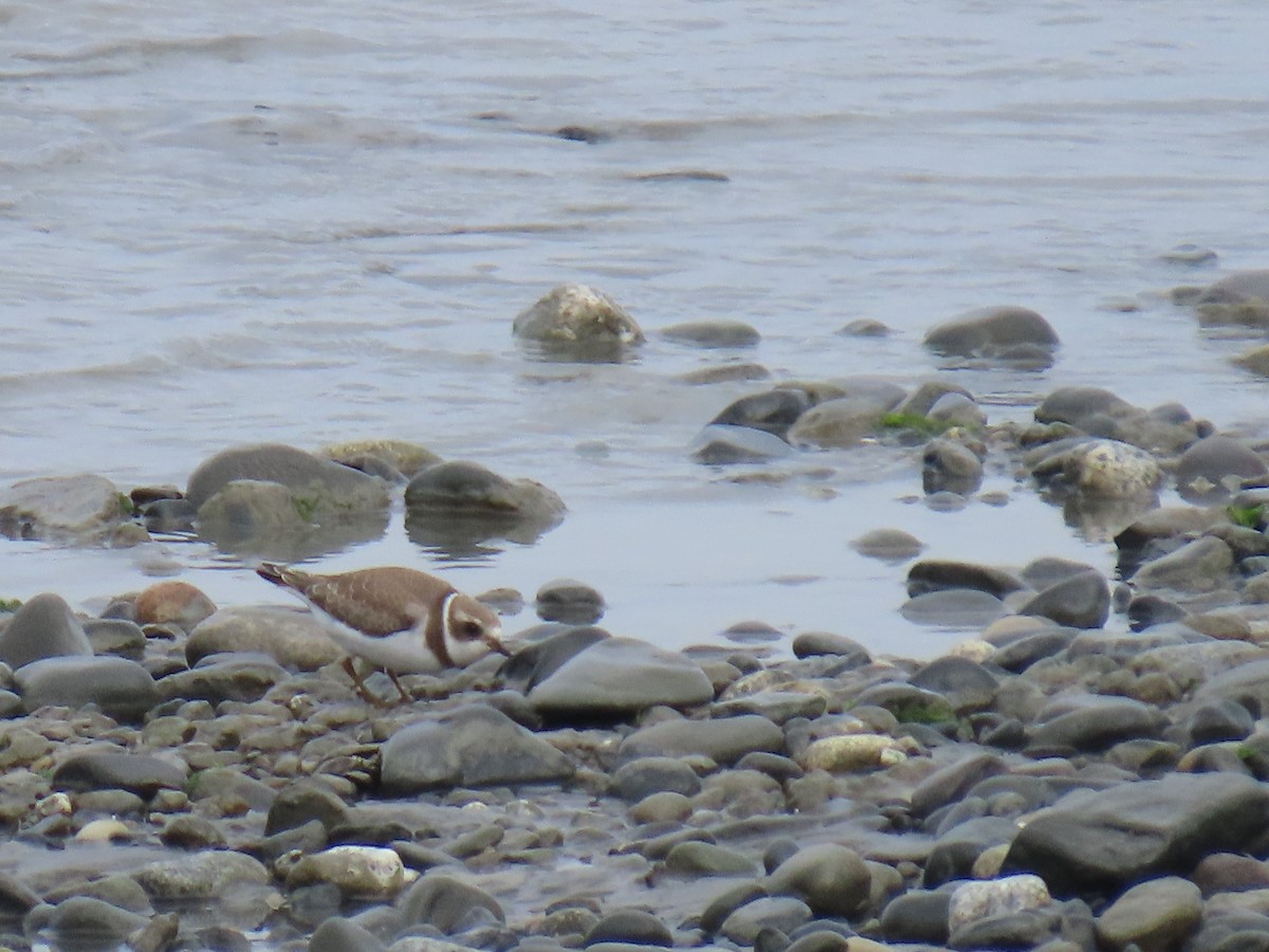 Semipalmated Plover - ML623292645