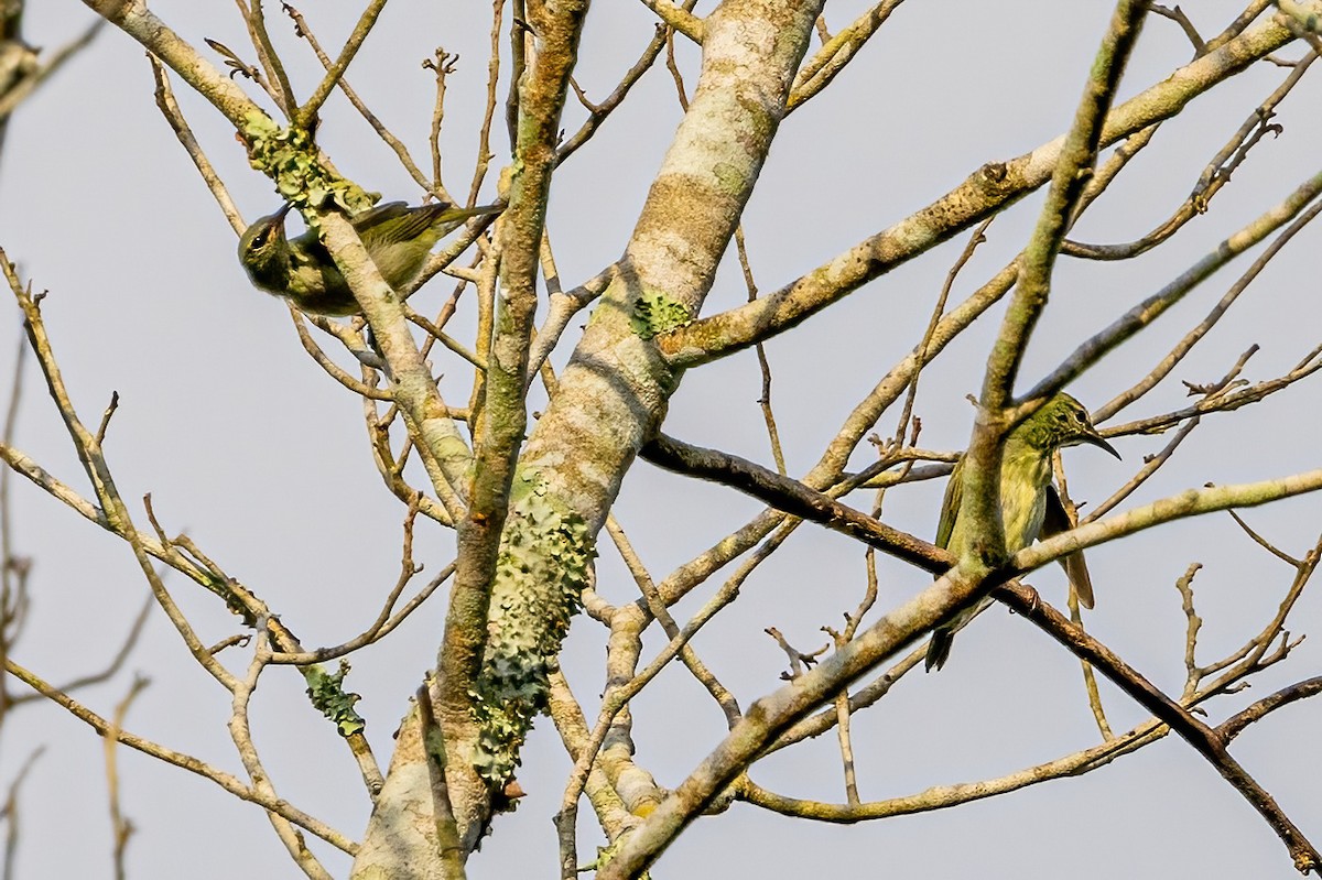 Red-legged Honeycreeper - ML623292650