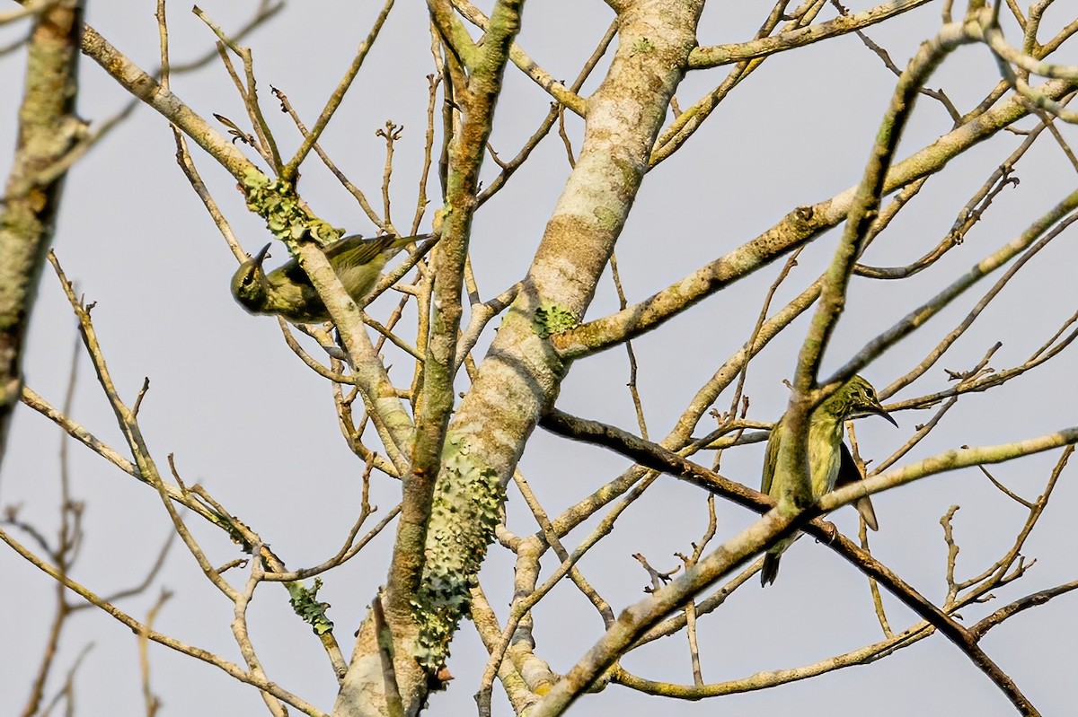 Red-legged Honeycreeper - ML623292655