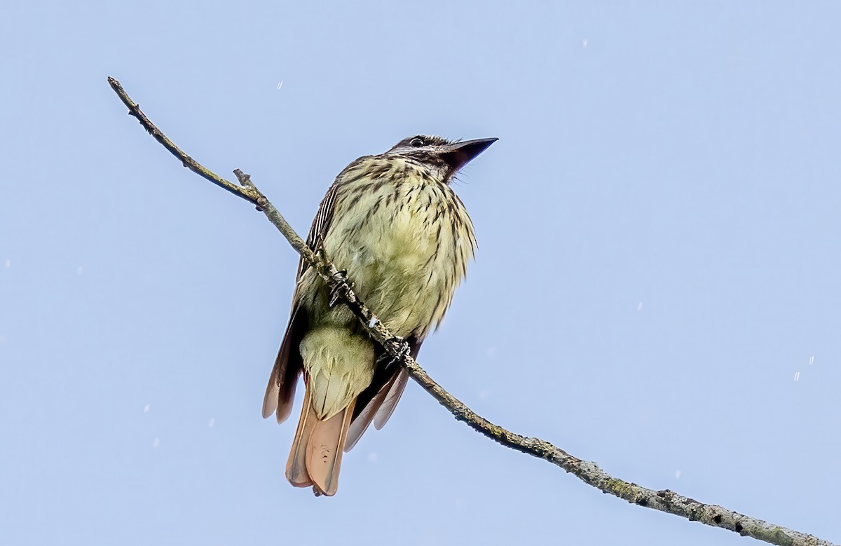 Sulphur-bellied Flycatcher - ML623292693