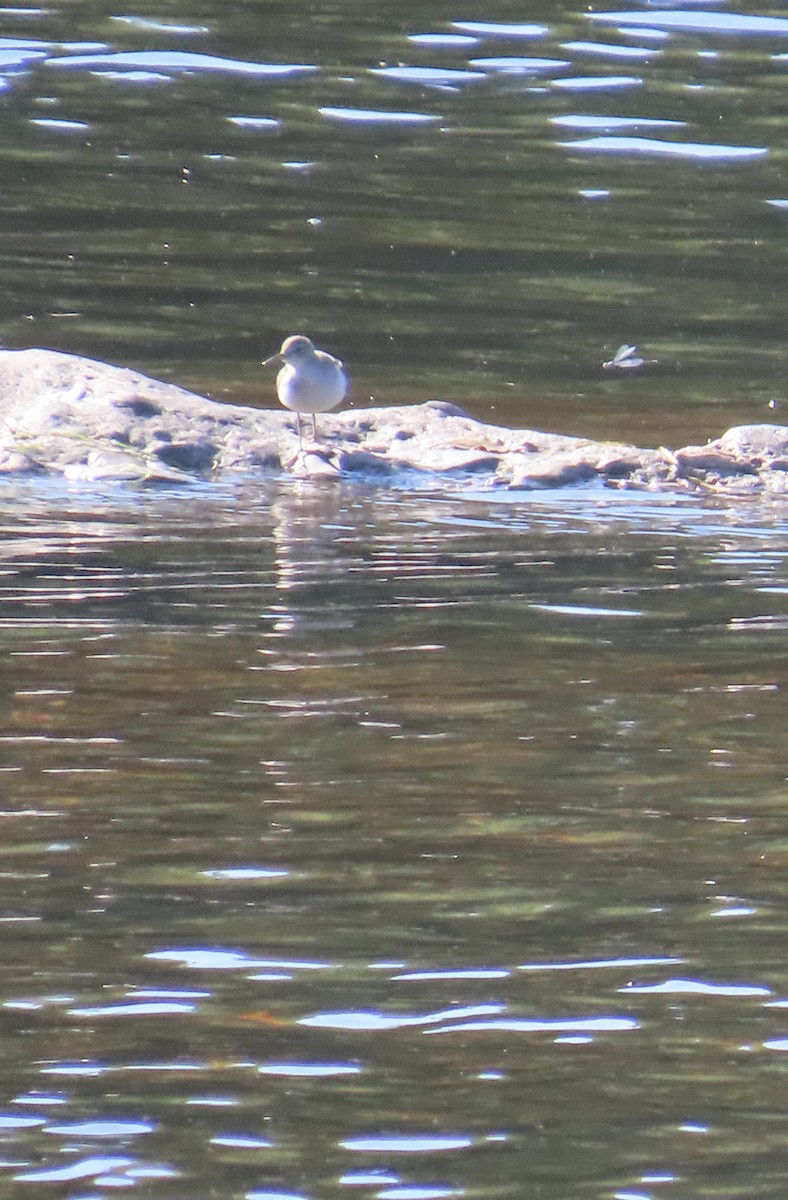 Spotted Sandpiper - ML623292721