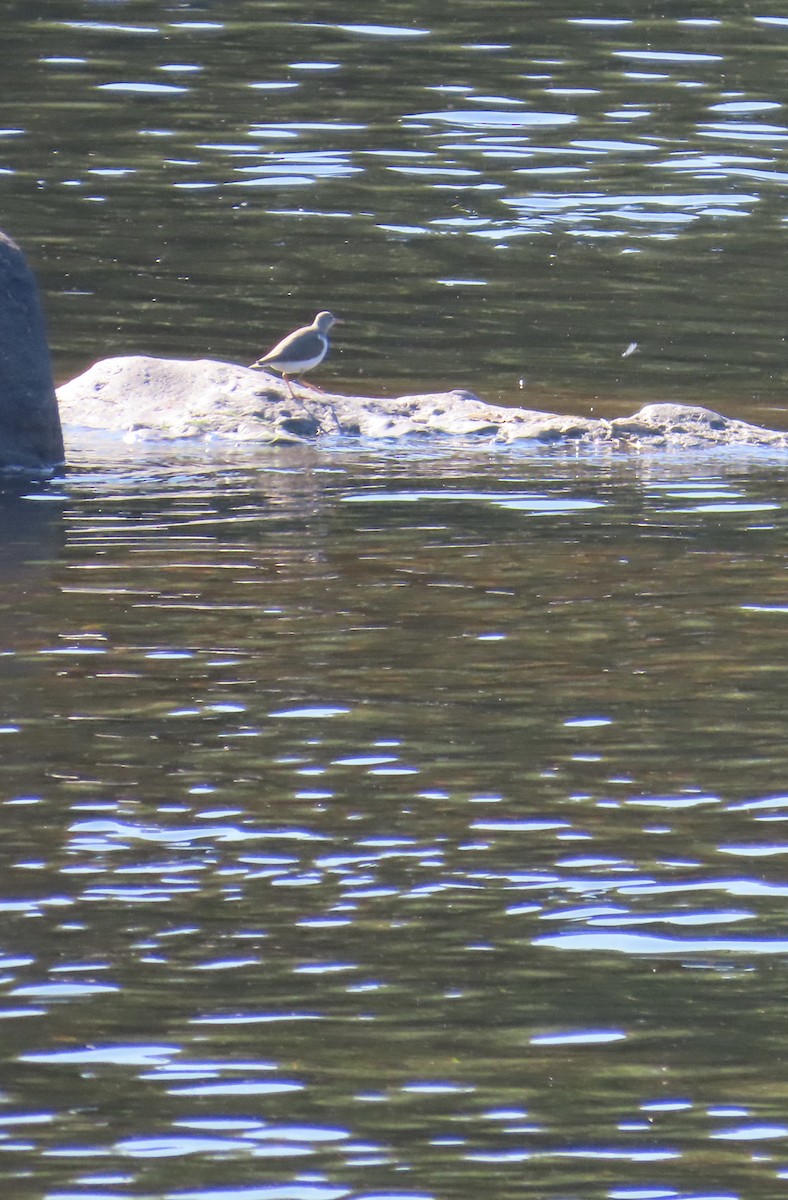 Spotted Sandpiper - ML623292722