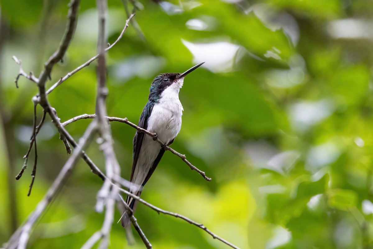 Purple-crowned Fairy - ML623292727