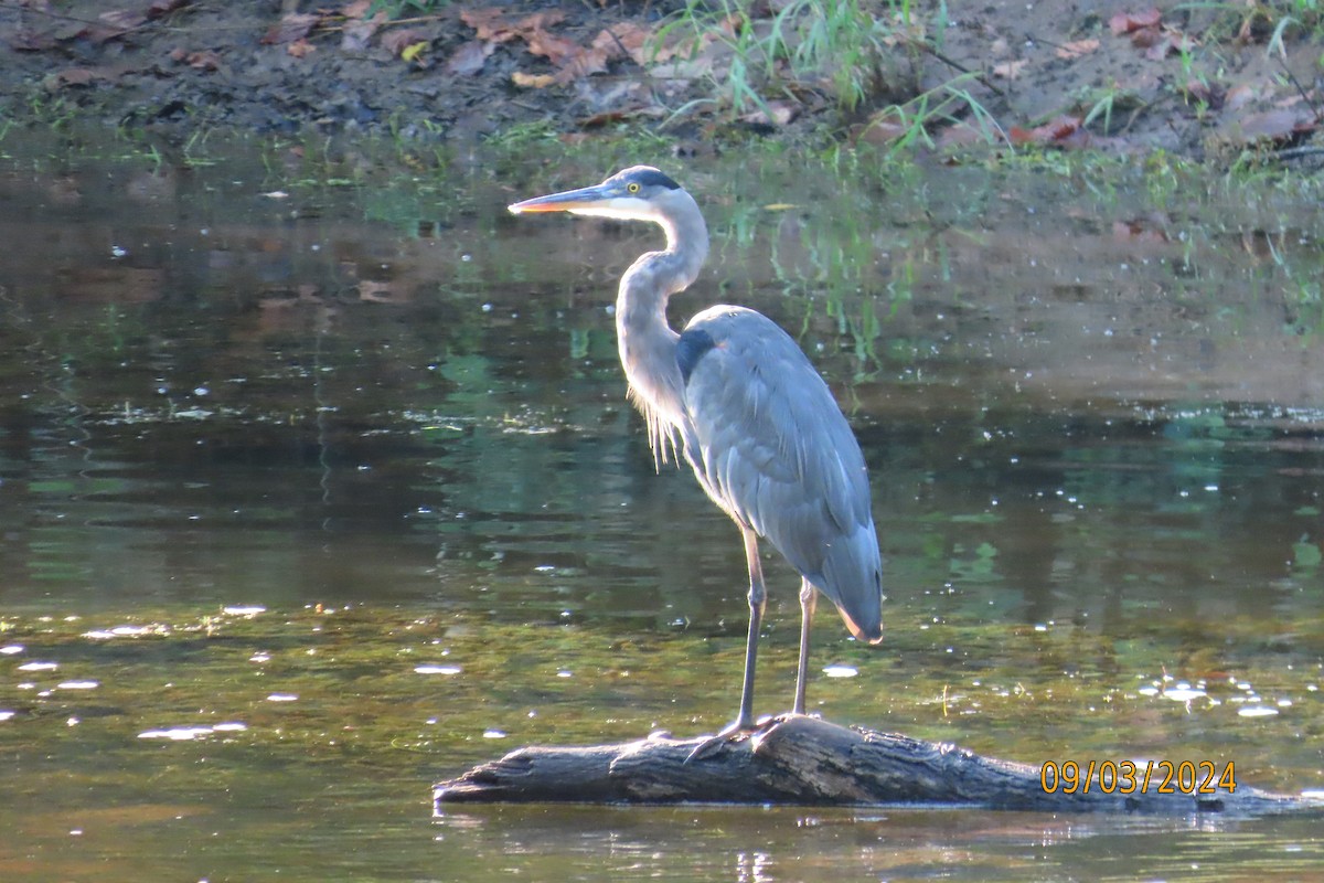 Great Blue Heron - ML623292741