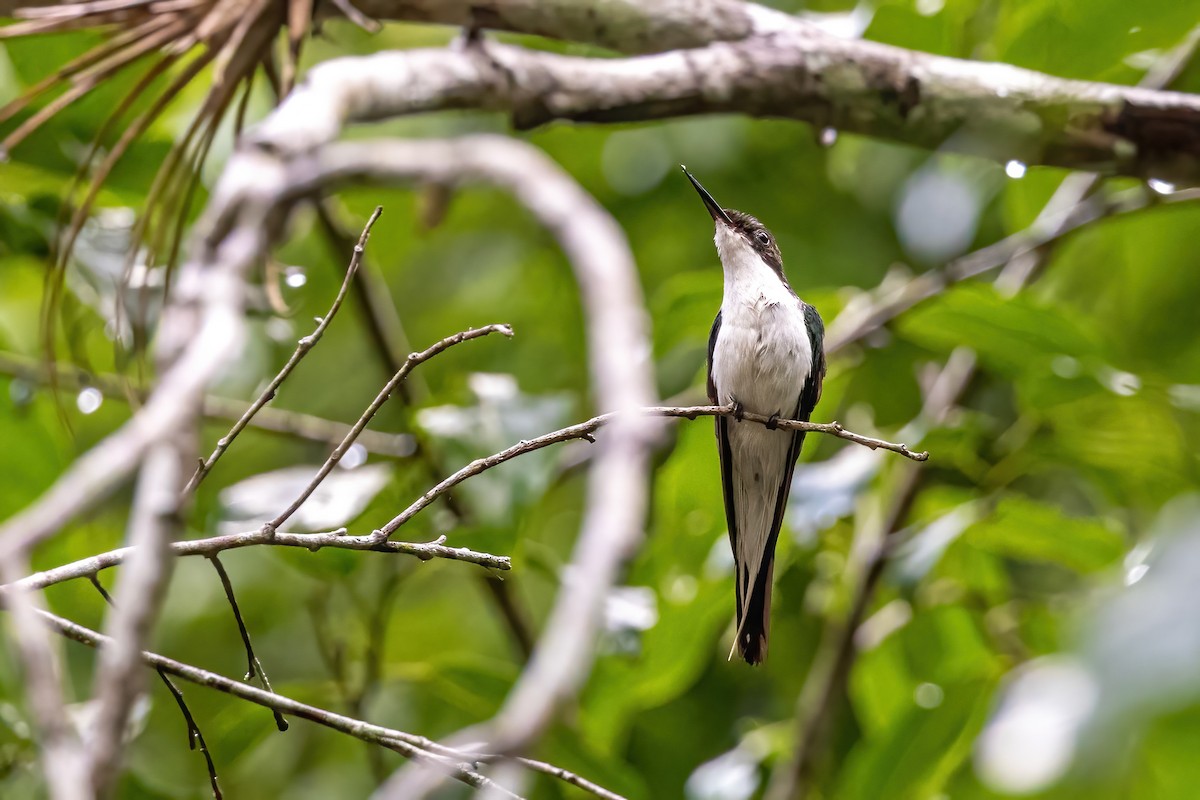 Purple-crowned Fairy - ML623292747