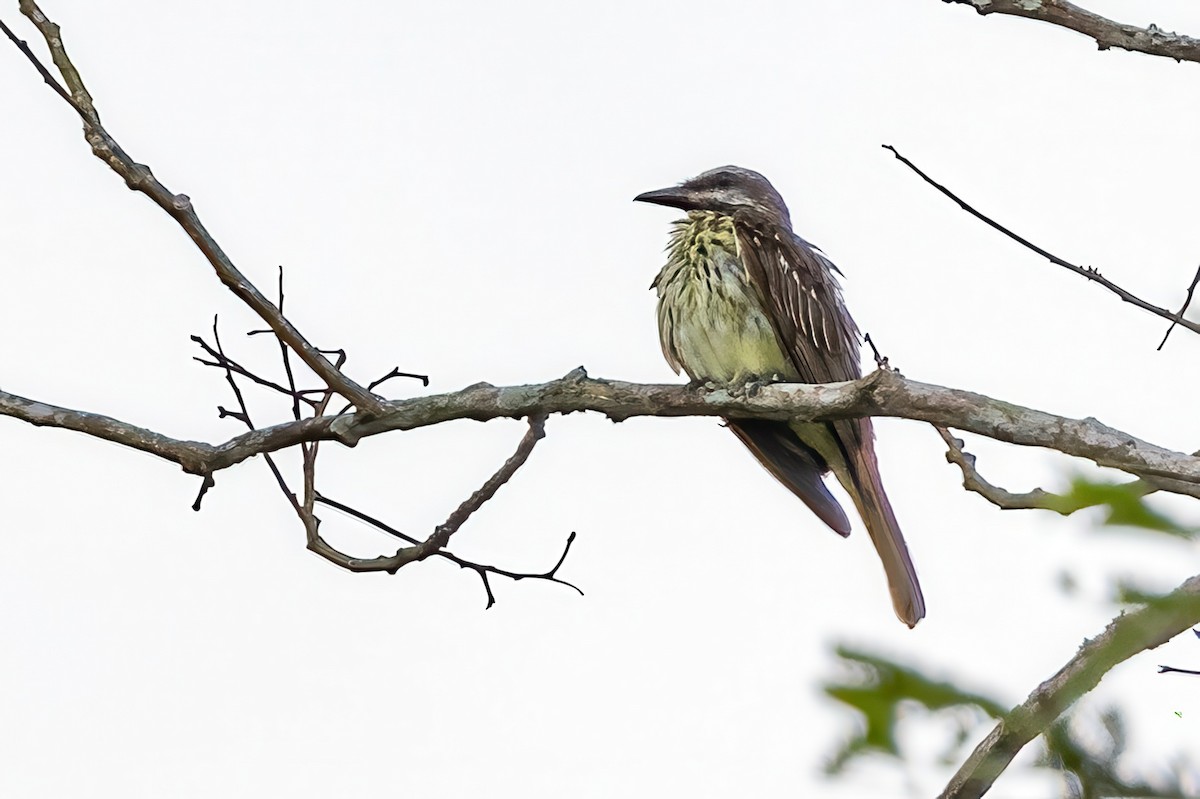 Sulphur-bellied Flycatcher - ML623292754