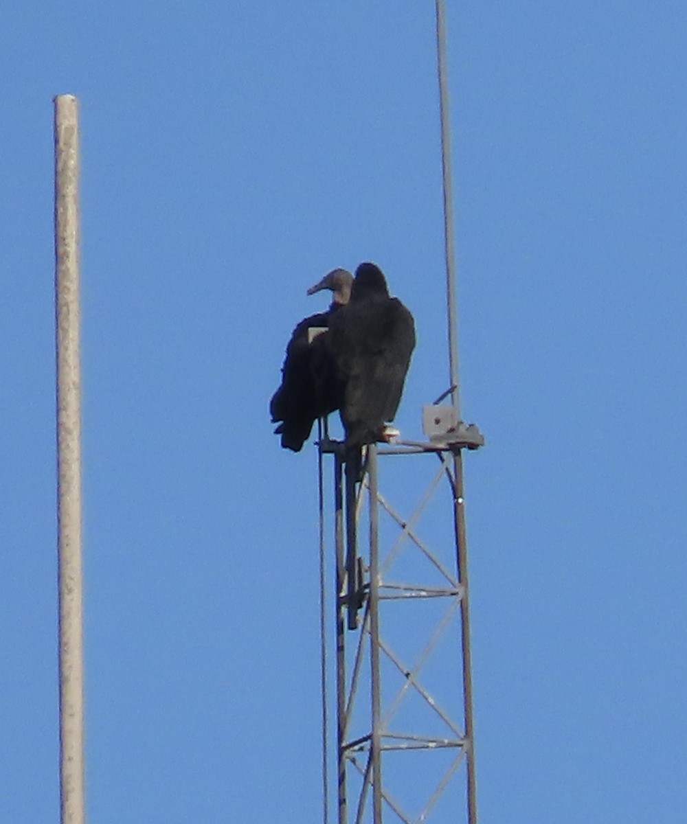 Black Vulture - ML623292769