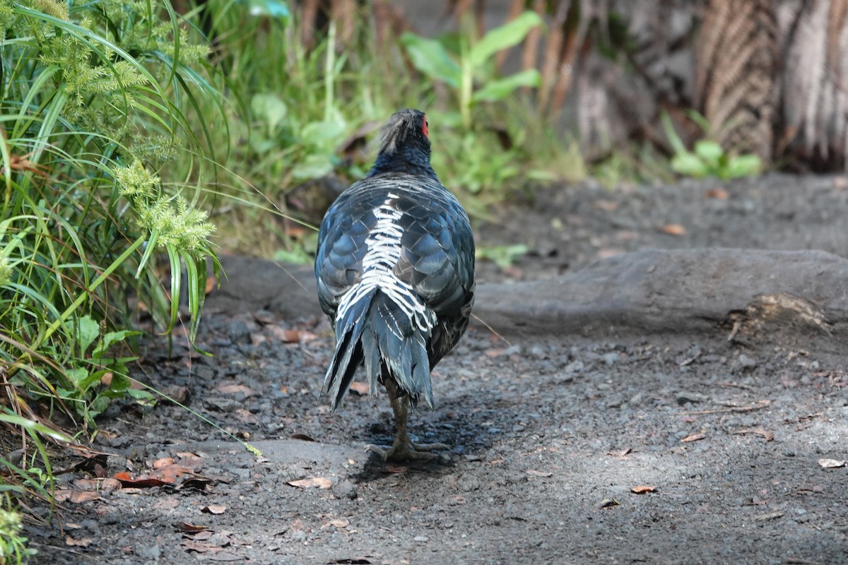 Kalij Pheasant - ML623292859