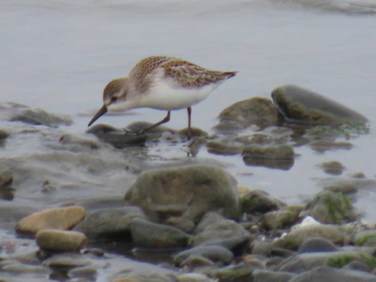 Semipalmated Sandpiper - Laura Burke