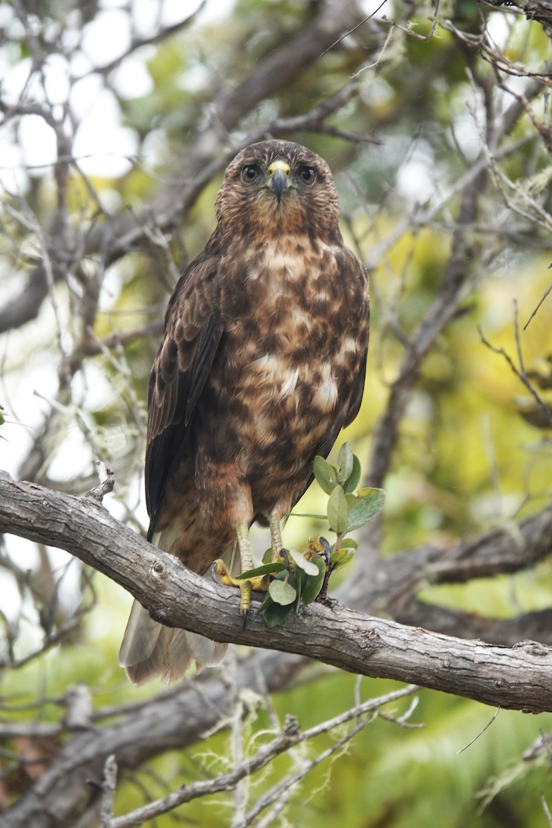 Hawaiian Hawk - ML623293043