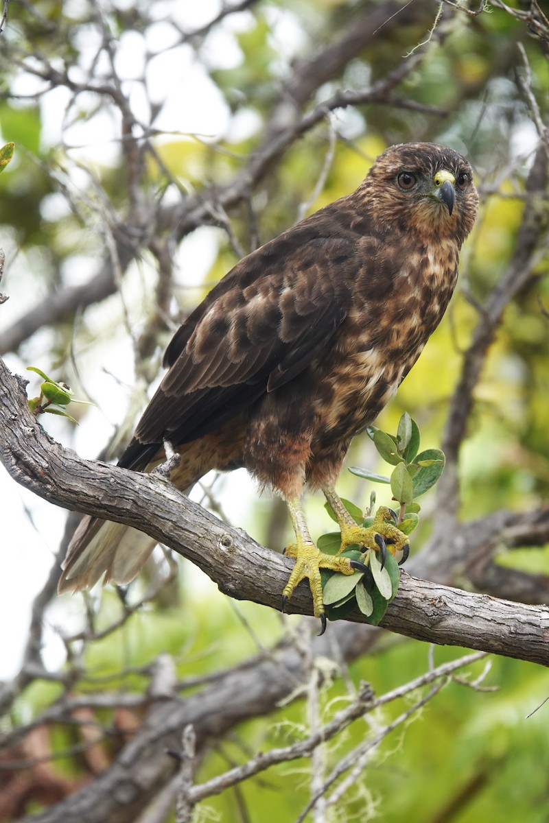 Hawaiian Hawk - ML623293054