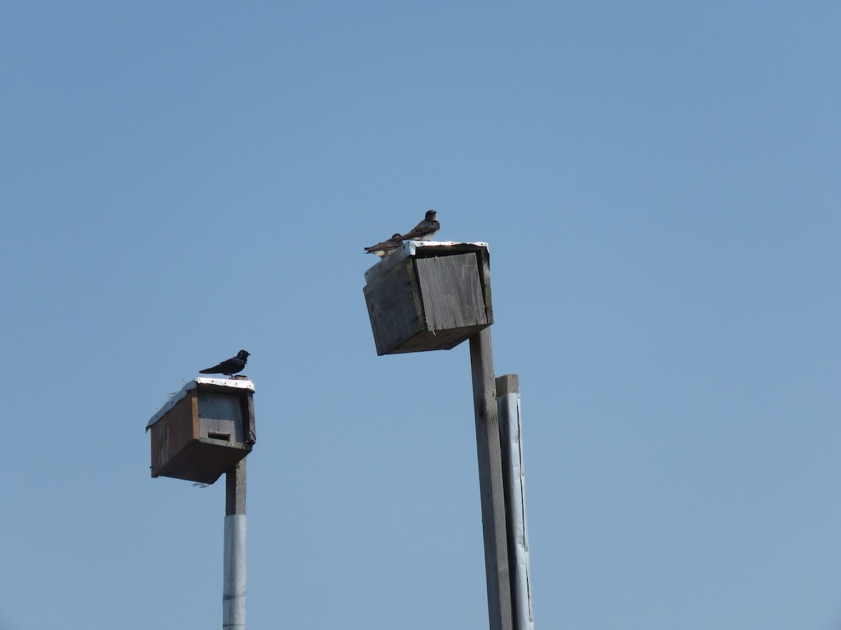 Purple Martin - ML623293055