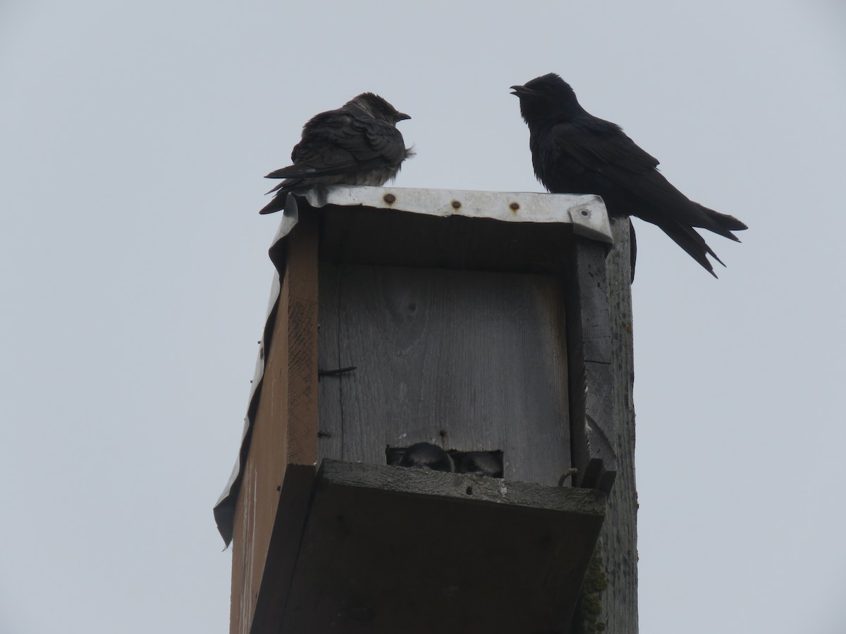 Purple Martin - ML623293056