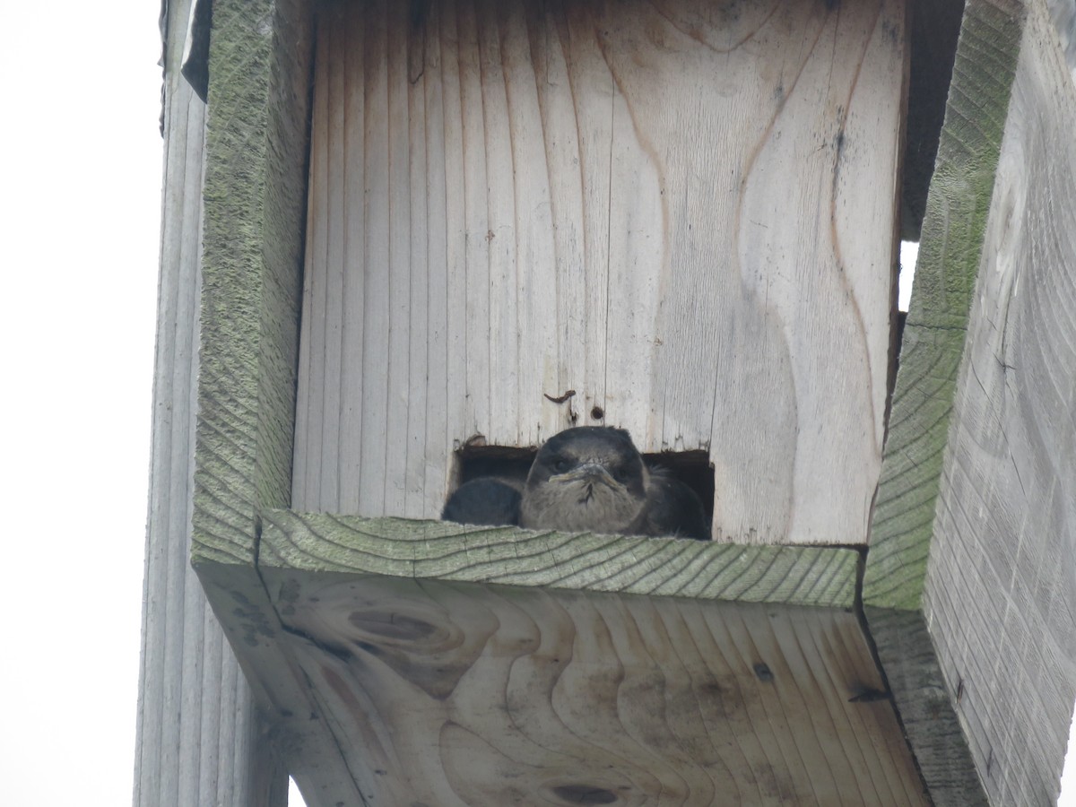 Purple Martin - ML623293057