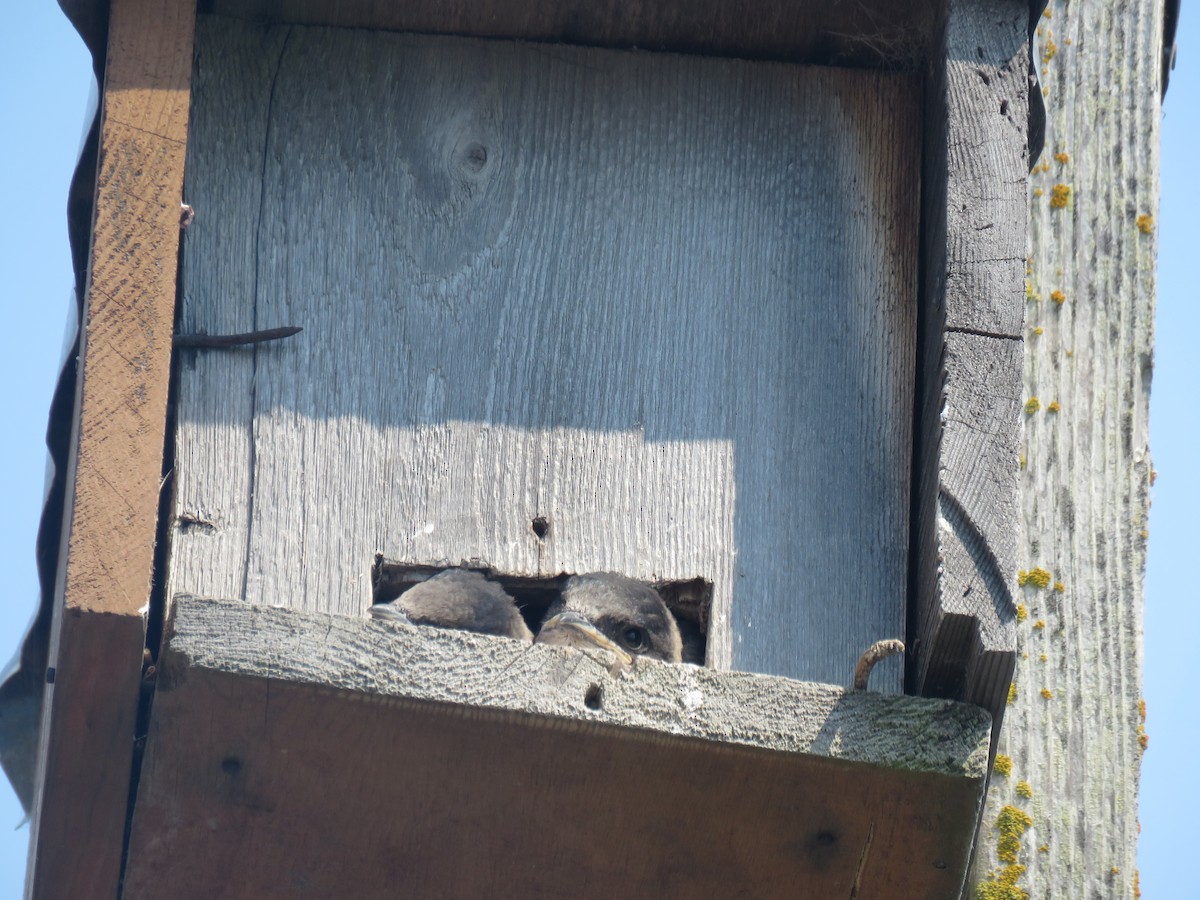 Purple Martin - ML623293058