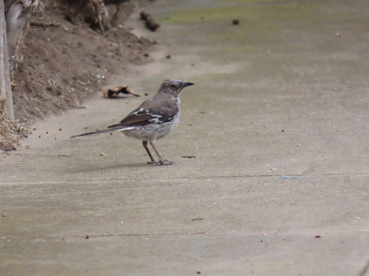 Northern Mockingbird - ML623293084