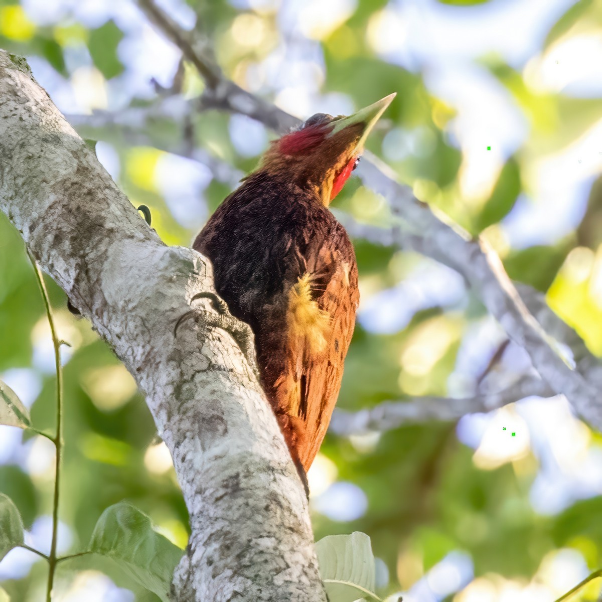 Chestnut-colored Woodpecker - ML623293132