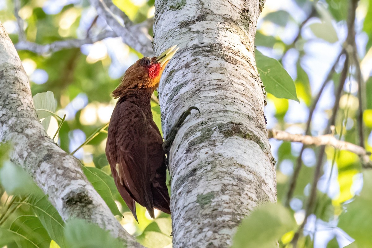 Chestnut-colored Woodpecker - ML623293135