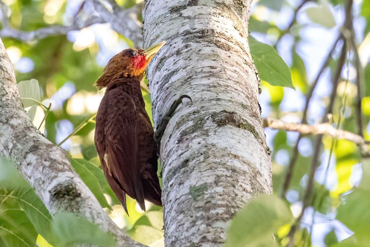 Chestnut-colored Woodpecker - ML623293136